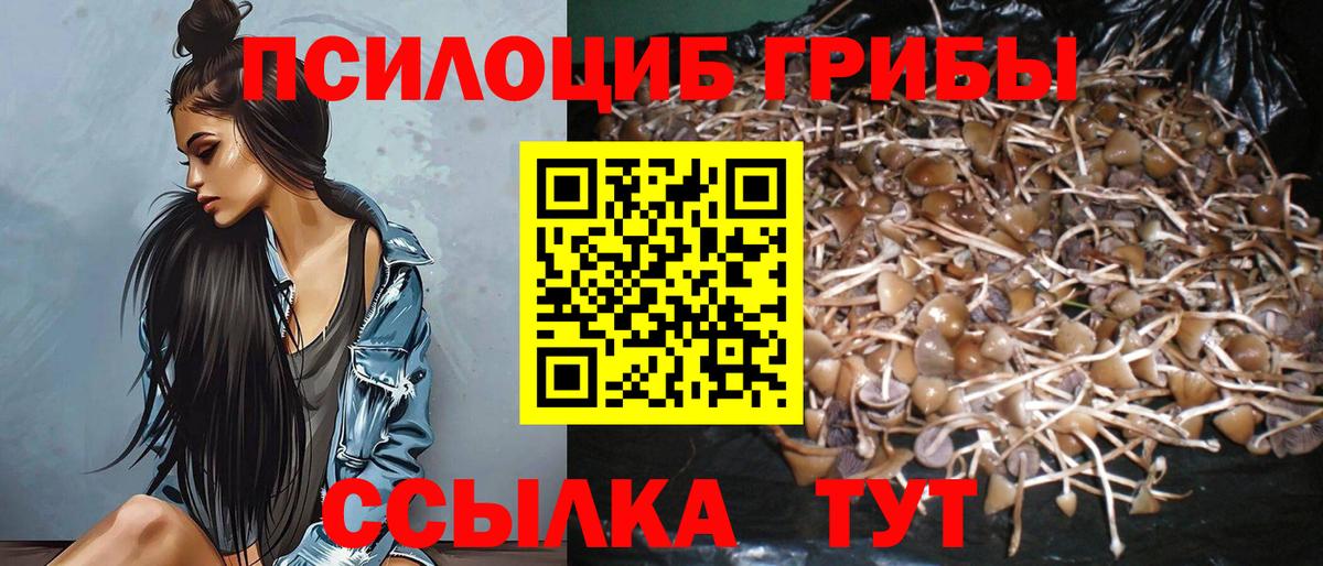 Старая Купавна  где найти   Вход с VPN  Псилоцибиновые грибы прущие грибы 